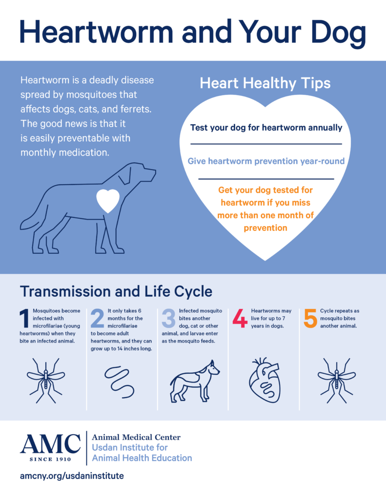 What You Need To Know About Heartworm Prevention