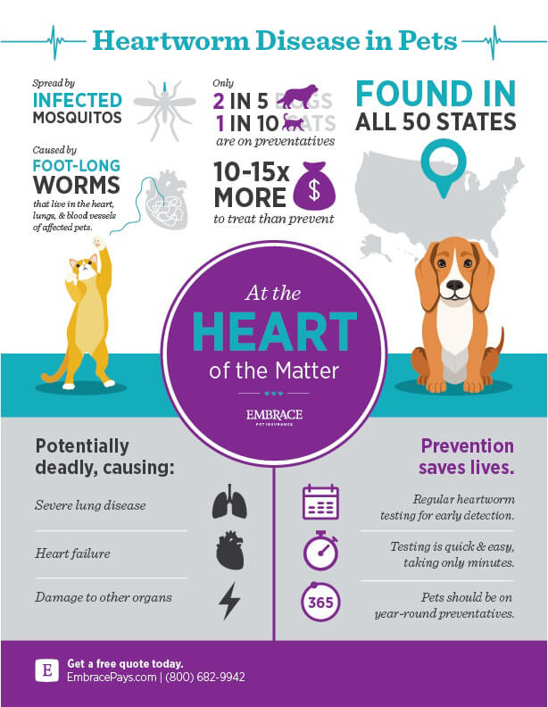 What You Need To Know About Heartworm Prevention