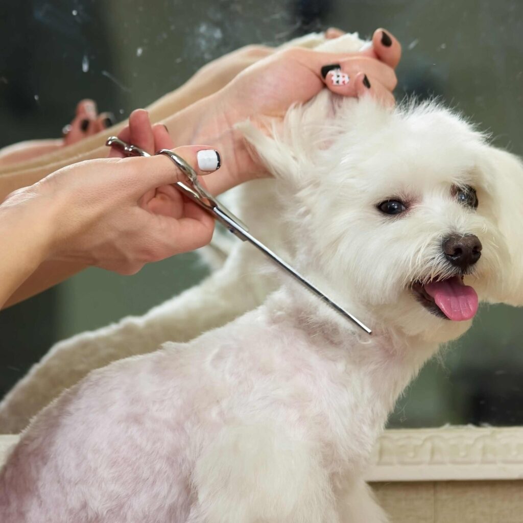 Common Dog Grooming Tips For Short-haired Breeds