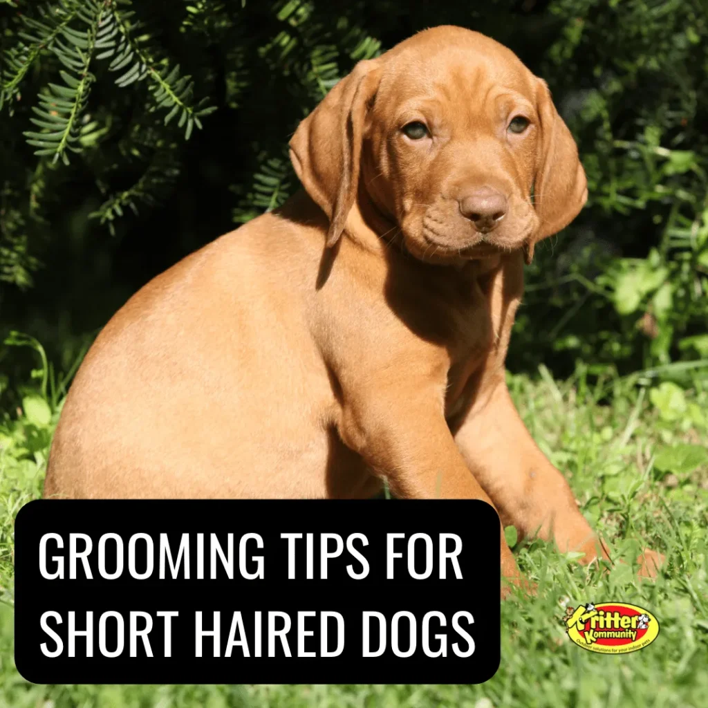 Common Dog Grooming Tips For Short-haired Breeds