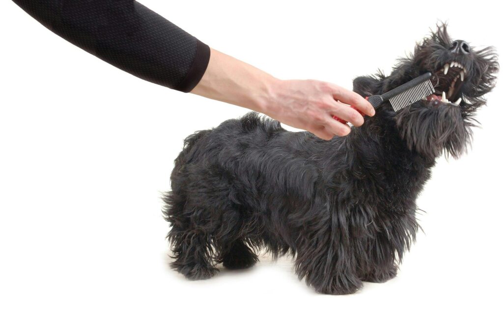 Essential Tips For Grooming A Fearful Or Aggressive Dog