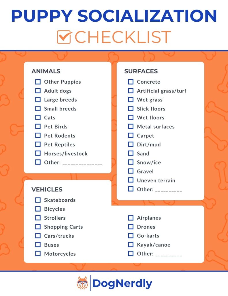 How To Create A Dog-friendly Socialization Plan