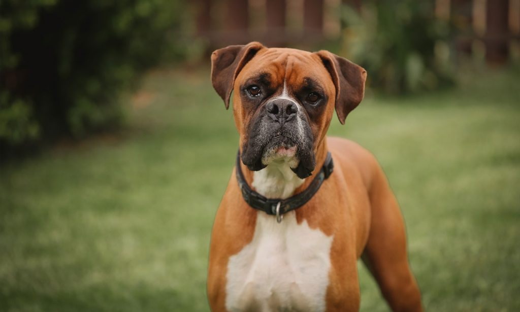 Understanding The Temperament Of A Boxer