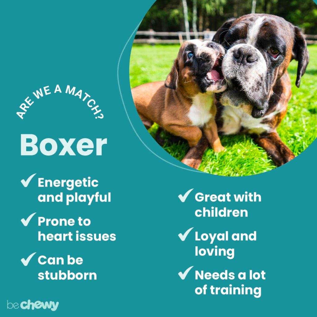 Understanding The Temperament Of A Boxer