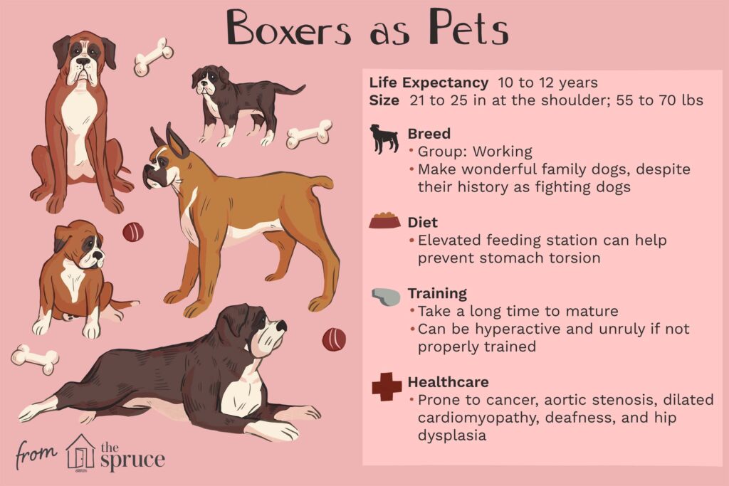 Understanding The Temperament Of A Boxer