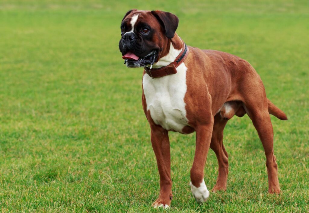 Understanding The Temperament Of A Boxer