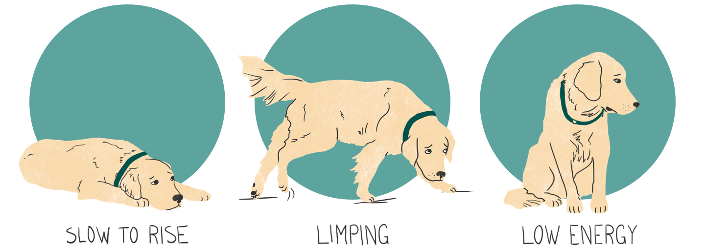 How To Recognize Signs Of Pain In Dogs