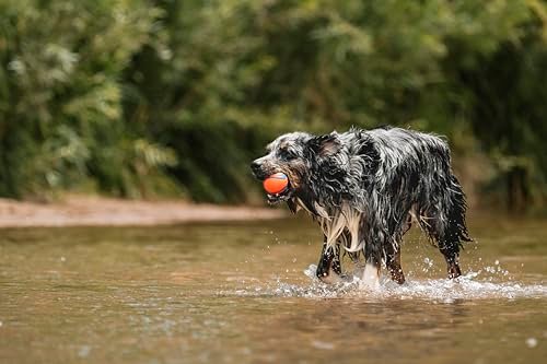 Chuckit! Fetch Medley Dog Balls - Durable, Bouncy, Floating Toys (3-Pack) - Image 3