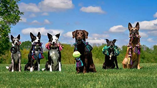 Mammoth Flossy Chews Rope Toy – Durable Tug for Dogs, Cotton-Poly, Fun Colors - Image 4