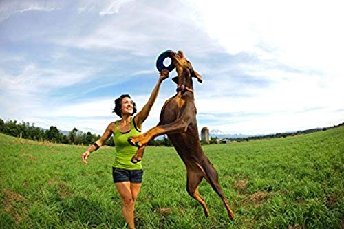 Chuckit Zipflight Dog Flying Disc, Medium 8.5" - Durable, Lightweight Toy - Image 8