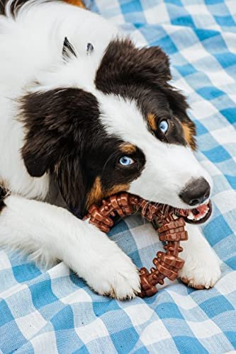 Durable Nylabone Power Chew Ring Toy for Aggressive Chewers, XL Flavor Medley - Image 2