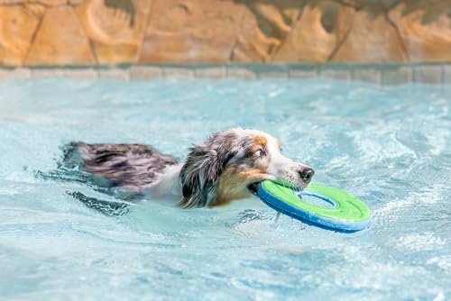 Chuckit Zipflight Dog Flying Disc, Medium 8.5" - Durable, Lightweight Toy - Image 7
