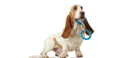 Petstages Orka Dental Links Chew Toy – Durable & Interactive Dog Toy - Image 9