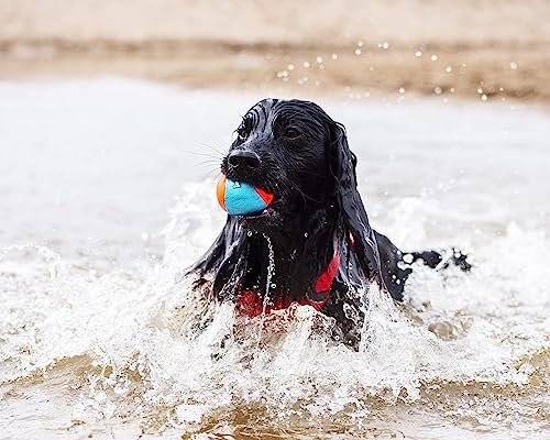 ChuckIt! Amphibious Fetch Balls – Floating, Durable Dog Toys, 3-Pack - Image 5