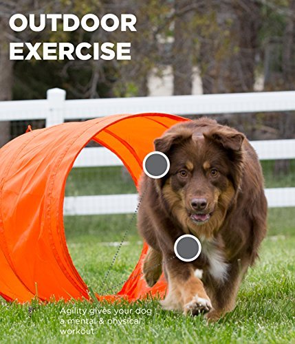 Interactive Dog Agility Training Set - Outdoor Exercise & Skills Development Kit - Image 4