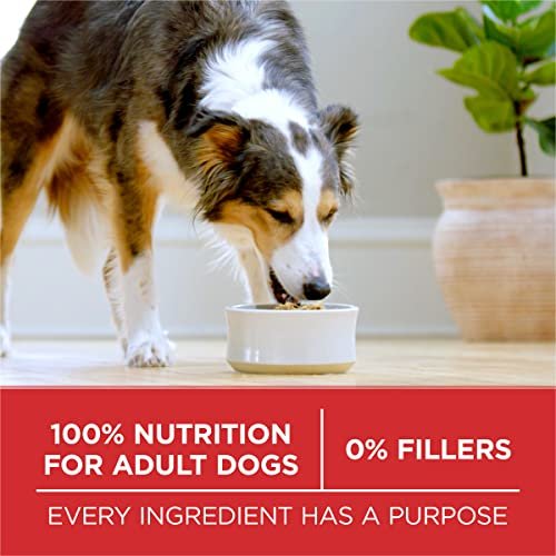 Purina ONE Lamb & Rice Dry Dog Food, High-Protein Formula, 8 lb Bag - Image 6