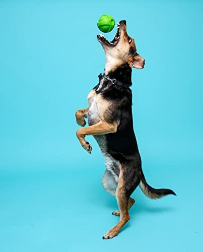 Hartz DuraPlay Small Dog Toys – Bacon Scented, Durable & Bouncy - Image 5