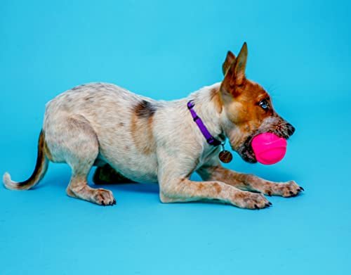 Hartz DuraPlay Small Dog Toys – Bacon Scented, Durable & Bouncy - Image 4