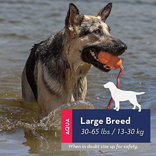 KONG Aqua Floating Dog Toy - Durable Water Retrieval Toy for Large Dogs - Image 2