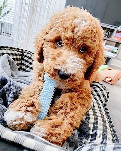 Nylabone Puppy Chew Toy & Treat Pack – Teething Relief & Flavor Fun - Image 2