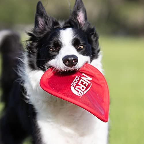 Nerf Dog Flying Disc Toy: Durable Outdoor Frisbee for Medium/Large Dogs, Beach & Pool Fun - Image 5