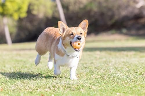 Chuckit! Dog Birthday Fetch Ball, Medium Durable Tough Interactive Pet Toy - Image 4