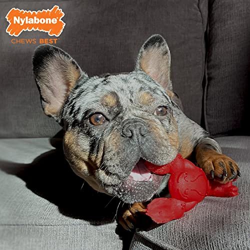 Nylabone Lobster Chew Toy for Small Aggressive Chewers, Filet Mignon - Image 2