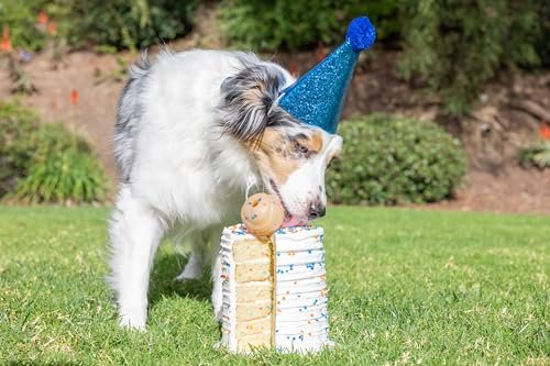 Chuckit! Dog Birthday Fetch Ball, Medium Durable Tough Interactive Pet Toy - Image 3