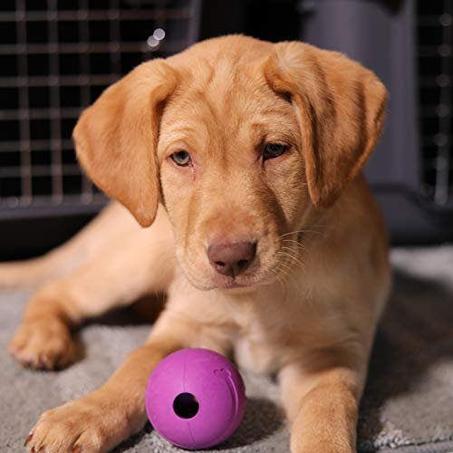 Durable Dog Fetch Balls | Interactive Chew King Toy for All Breeds - Image 2