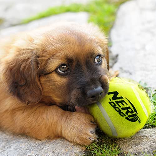 Nerf Dog Ball Launcher: 50 ft Fetch Toy for All Breeds with 3 Tennis Balls - Image 5
