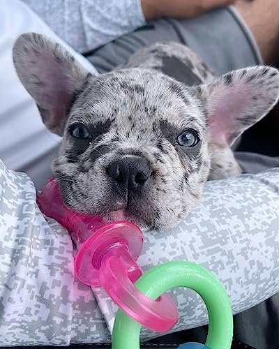 Puppy Teething Relief Chew Toy | Bacon Flavor Nylabone Pacifier | Small Breed - Image 2