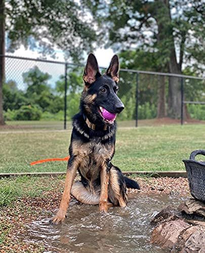 Durable Dog Fetch Balls | Interactive Chew King Toy for All Breeds - Image 9
