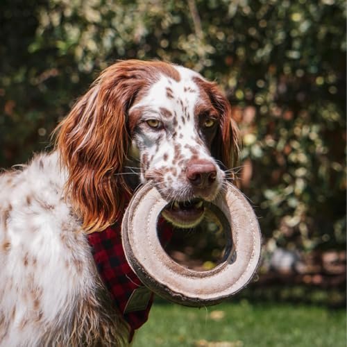 Durable Leather Ring Dog Toy - Interactive Fetch Training Chew Toy - Image 6