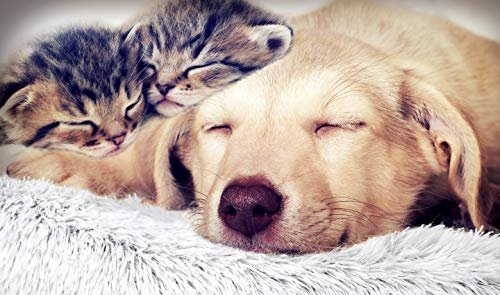Ultra-Soft Calming Pet Bed: Washable Donut Cuddler for Small Dogs & Cats - Image 8