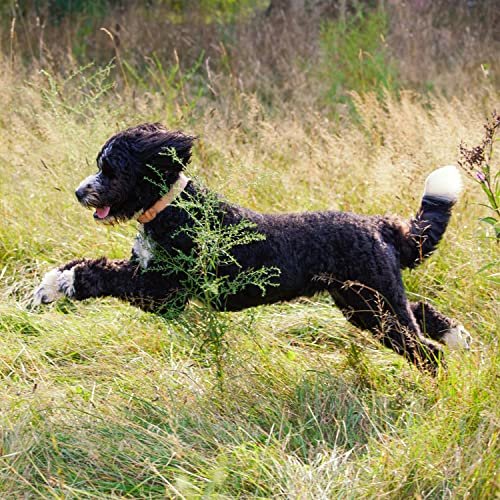 Senior Dog Nutrition: Nature's Recipe Lamb & Brown Rice Dry Food, 24 lb - Image 3