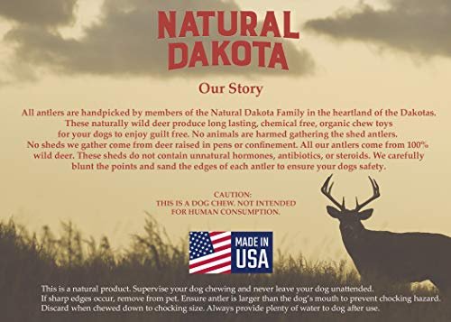 Natural Dakota Deer Antler Dog Chew, Long-Lasting Puppy Dental Treat, Medium - Image 5