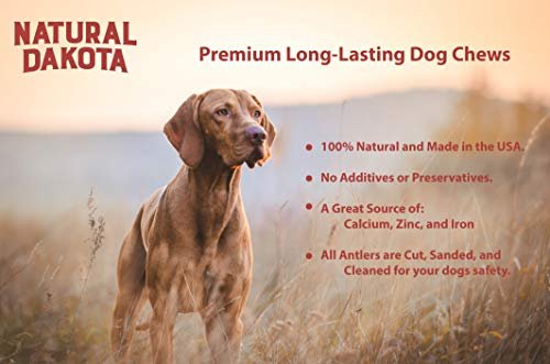 Natural Dakota Deer Antler Dog Chew, Long-Lasting Puppy Dental Treat, Medium - Image 6