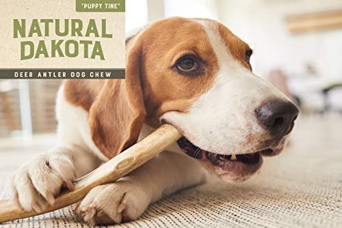 Natural Dakota Deer Antler Dog Chew, Long-Lasting Puppy Dental Treat, Medium - Image 4