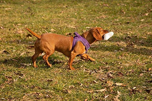 Pata Pal T-Bone Dog Chew Toy - Teething, Training & Exercise Squeaky Toy - Image 4