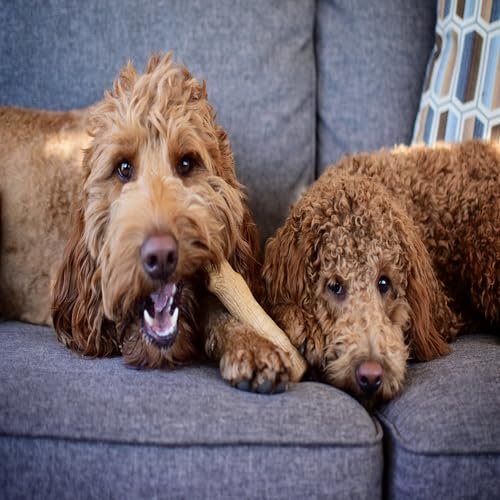 Natural Wood Dog Chew Toy for Small Breeds - Durable USA-Made Dental Stick - Image 2