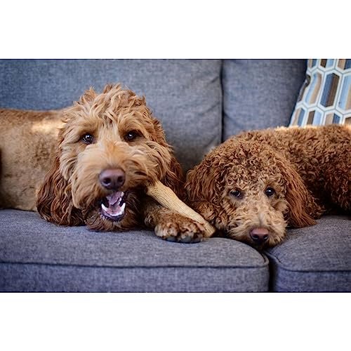 Natural Wood Dog Chew Toy for Small Breeds - Durable USA-Made Dental Stick - Image 7