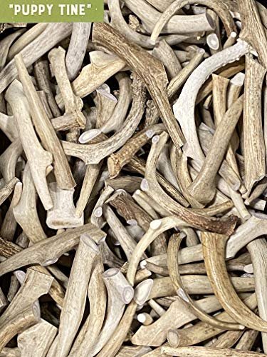 Natural Dakota Deer Antler Dog Chew, Long-Lasting Puppy Dental Treat, Medium - Image 2