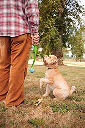 Chuckit! Medium Dog Balls: Durable Floating Fetch Toy for Interactive Play, 2.5" - Image 7