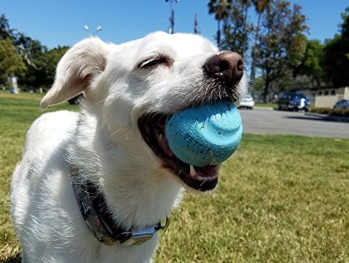 Chuckit! Medium Dog Balls: Durable Floating Fetch Toy for Interactive Play, 2.5" - Image 6