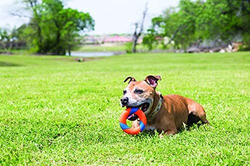 Chuckit! UltraRing Durable Dog Toy: Fetch, Play, Outdoor Fun for All Dogs - Image 2